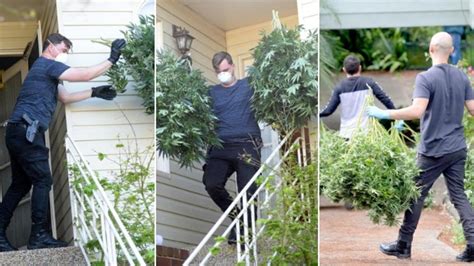 Sydney Drug Bust Nsw Police Raid Homes In Alleged Cannabis Syndicate
