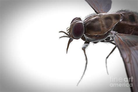 Tsetse Fly Photograph By Science Picture Co Fine Art America