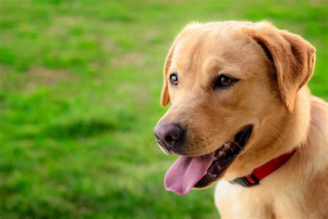 Labrador Retriever Dog Names Popular Male And Female Names Wag