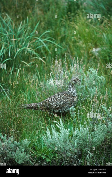 Female Greater Sage Grouse Centrocercus Urophasianus In Summer Bodie