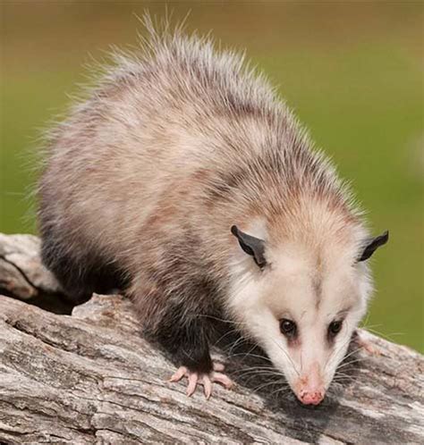 Possum Removal Melbourne Inspection And Removal Formula Pest Control