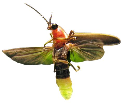 Firefly Insect Png Hd Image Png All Png All