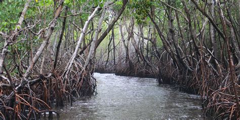 How Do Mangrove Forests Impact Marine Wildlife Gvi
