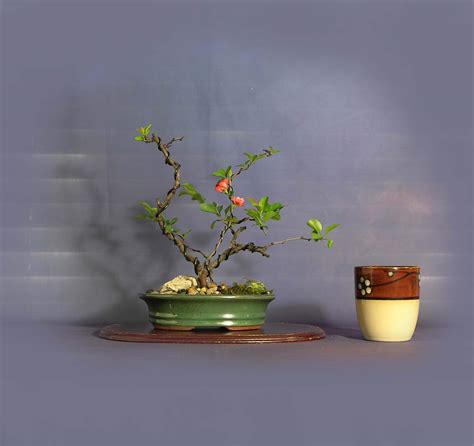 Japanese Quince Pre Bonsai Tree Help Me Breathe Collection From