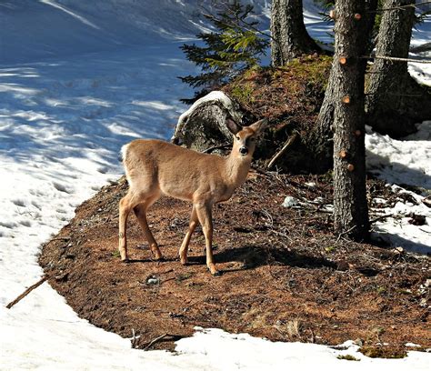 White Tailed Deer Seal Harbor Mount Desert Island Maine D Flickr