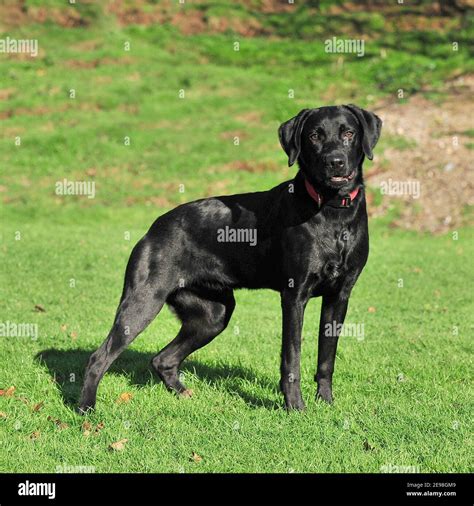 Black Labrador Retriever Dog Stock Photo Alamy