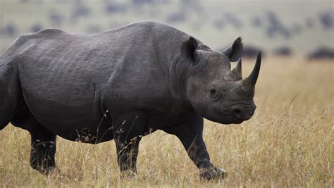 Aventura Animal Rinoceronte Negro