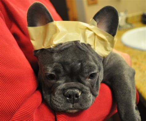 So, if you noticed that your french bulldog puppy's ears are floppy you need not worry the french bulldog ears do all sorts of wonky things. At what age do French Bulldog puppies' ears stand up ...