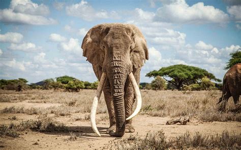 Killing Elephants Journal Of African Elephants