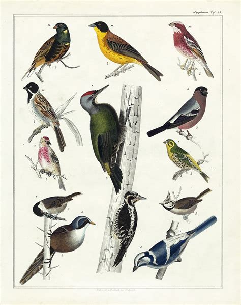 25 Free Vintage Bird Printable Images Remodelaholic Bloglovin