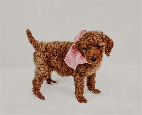 Litter size is a direct proportion to size of dog breed.poodle dog breed has three poodles of different size and different types in it.all of them have different litter sizes as follows. Tiny baby Daisy | Food animals, Standard poodle, Poodle