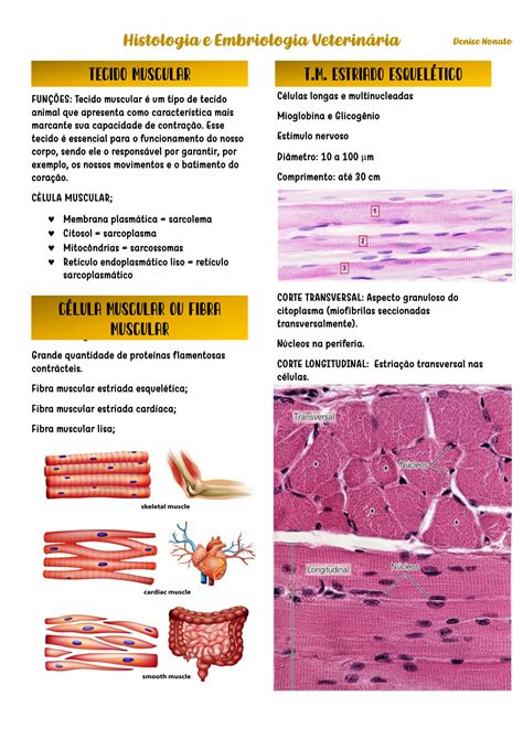Solution Tecido Muscular Histologia E Embriologia Studypool