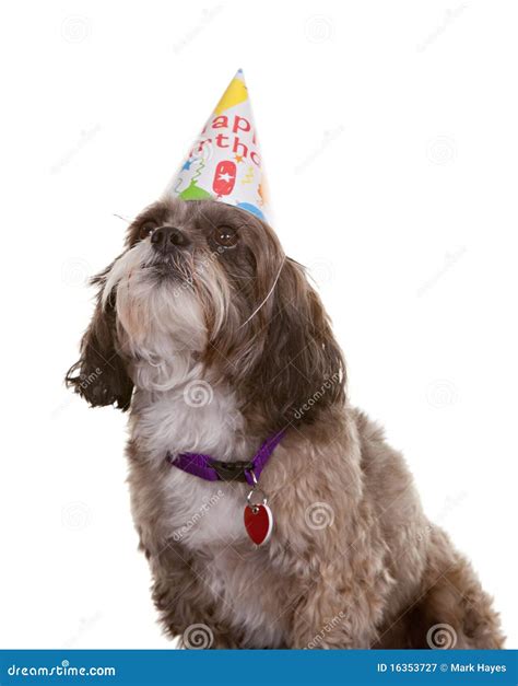 Dog With Party Hat Stock Image Image Of Happy Party 16353727