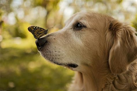 Hd Wallpaper Dog Butterfly Golden Retriever Dogs Animals
