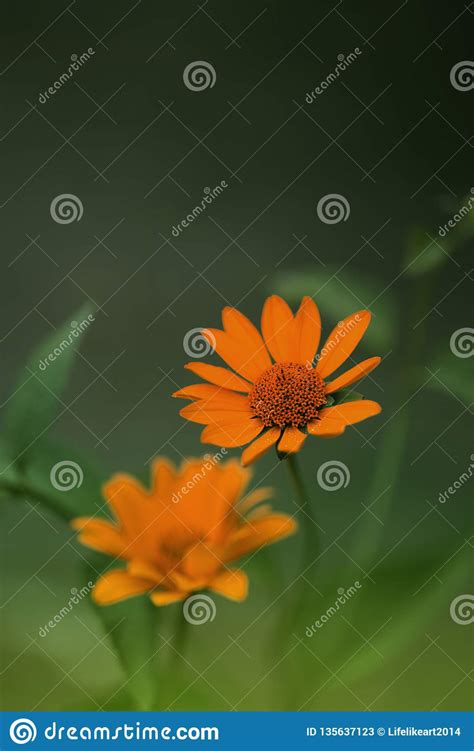 Cute Yellow Summer Flowerdelicate Yellow Flower Stock Image Image Of
