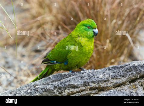 Antipodes Island Parakeet Cyanoramphus Unicolor Hi Res Stock