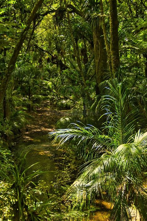 Stream In A Dense Rainforest New Zealand Stock Photo Image Of Tree