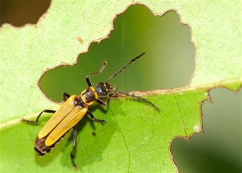 Yellow Soldier Beetle Chauliognathus Sp