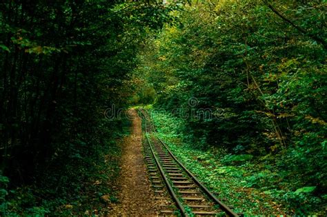 Abandoned Railway Track In The Autumn Forest Thickets Of The Jungle