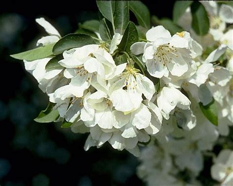 Jewel White Flowering Crabapple Spring Snow Crabapple White