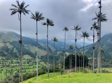 Hiking The Cocora Valley Colombia Free Two Roam
