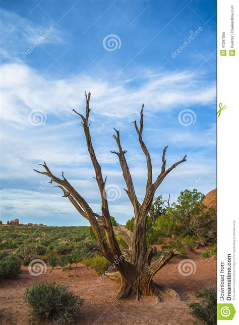 Dead Tree On The Sand Dune Arch Trail Stock Image Image Of Amazing