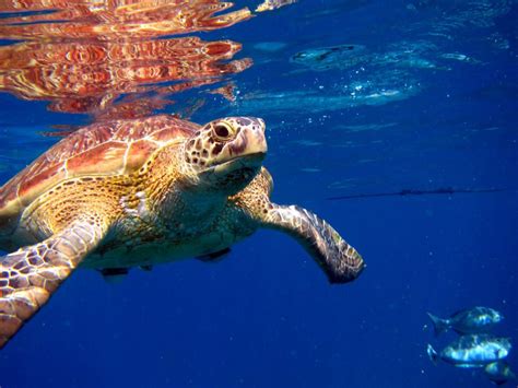 Similan Turtles Gallery Andaman Snorkel Discovery