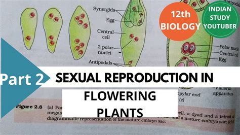 Ncert Class 12th Biology Chapter 2nd Reproduction In Flowering Plants