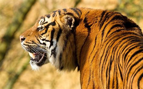 Angry View Angry Tiger D Wallpaper Gif