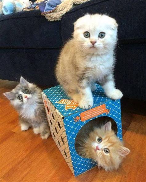Top 45 Cats And Kittens Pictures Funny Cat