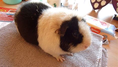 Teddy Guinea Pig Breed Profile Characteristics Picture And Facts