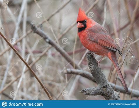 Close Up Of A Red Cardinal Sitting On A Bare Tree Branch Stock Image