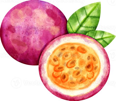 Watercolor Passionfruit Fruit 23322769 Png
