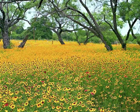 Yellow Flowers Of Texas