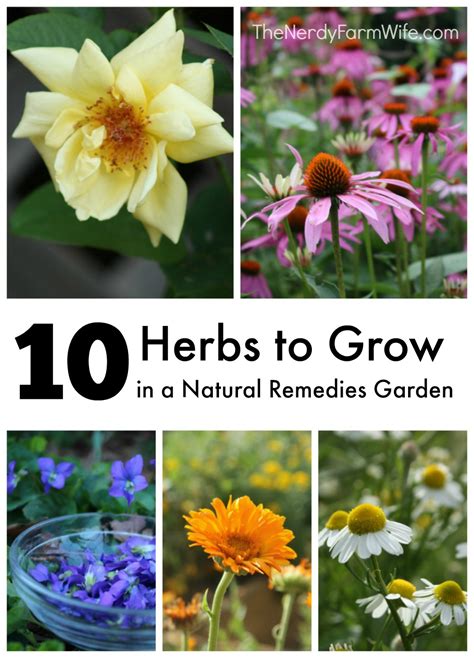 Herb gardening is not only a great place for the beginner gardener to start, but it is also a type of gardening that produces a result that is both fragrant and edible! 10 Herbs To Grow In A Natural Remedies Garden