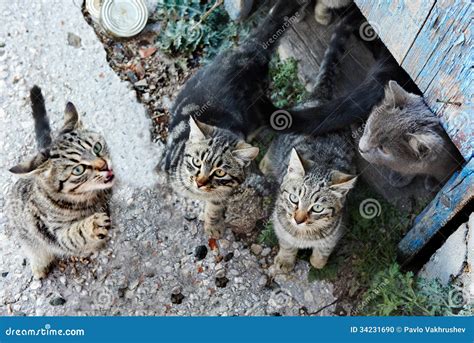 Group Of Cats Stock Photo Image Of European Feline 34231690