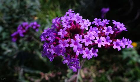 My Desktop Daily Desktop 1939 Vervain