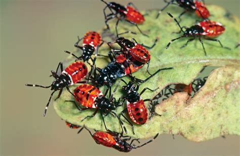 10 Very Common Garden Pests You Must Know About It - Garden Bible