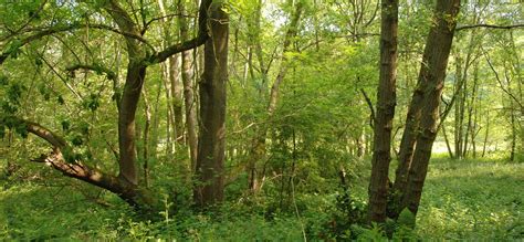Chalara Manual 2 Managing Ash Trees And Woodland Including Logs And
