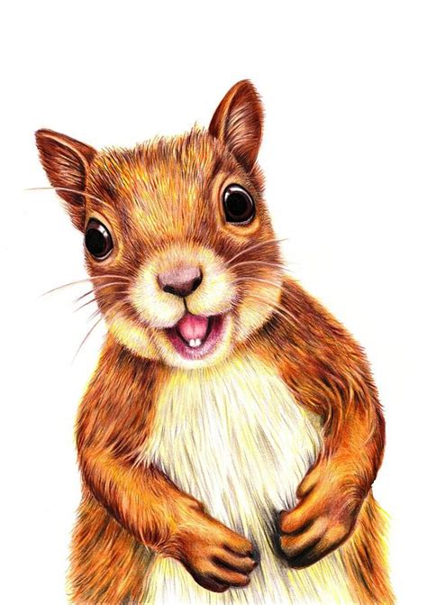 Seamus Says Hello By Margaret Sanderson In 2022 Squirrel Illustration