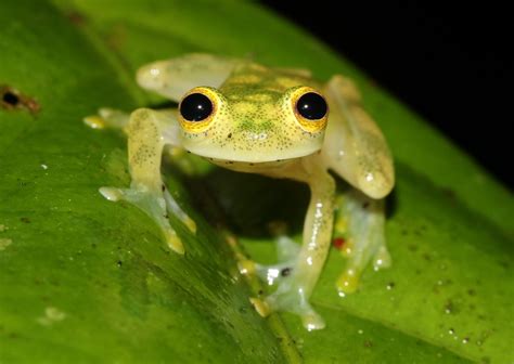 Meet 10 Of The Worlds Most Adorable Frogs Discover Magazine