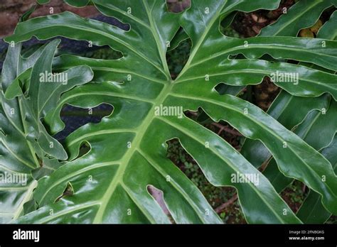 Large Wavy Green Plant Leaves Photo Stock Photo Alamy