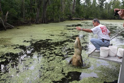 Cajun Pride Swamp Tours Louisiana Swamp Tours Alligator Swamp