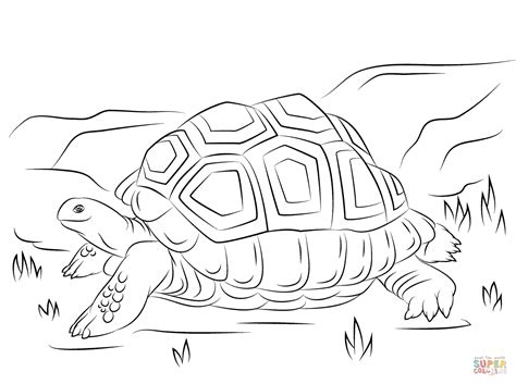 / cooles ausmalbild mit dem blitzschnellen zug. Ausmalbild: Süße Aldabra-Riesenschildkröte | Ausmalbilder ...