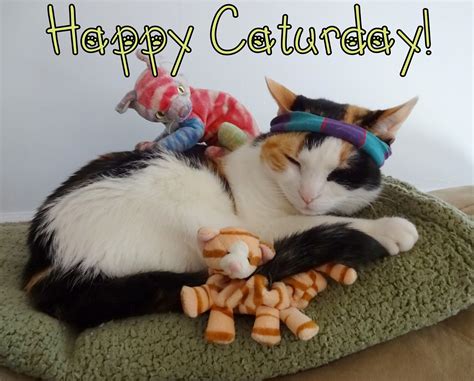 Happy Caturday Meme Funny Cute Cat Meme Dump Happy Caturday Album On