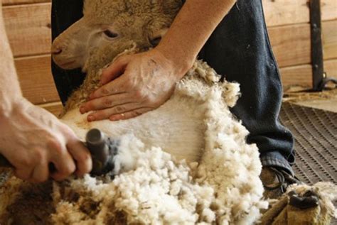 Top 108 Wool Comes From What Animal