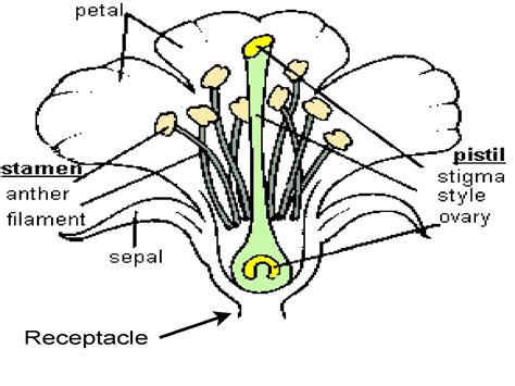 Diagrams Of Flower Parts 101 Diagrams