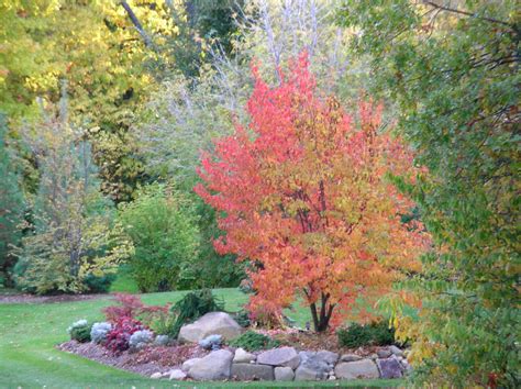 Top 28 Small Trees Zone 6 1000 Images About Small Trees Shrubs For