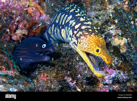 Canary Fish Black Moray Muraena Augusti And Tiger Moray Enchelycore