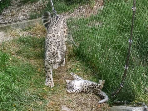 Zoo Welcomes Snow Leopard Cubs Descended From 3 Legged Big Cat Rescued